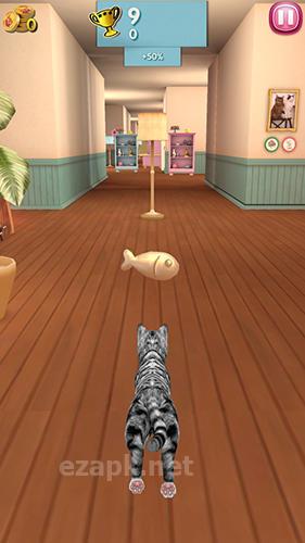 Cat run