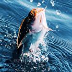 Real fishing pro 3D