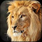 Talking lion