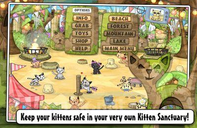 Kitten Sanctuary