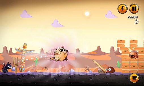 Angry cats
