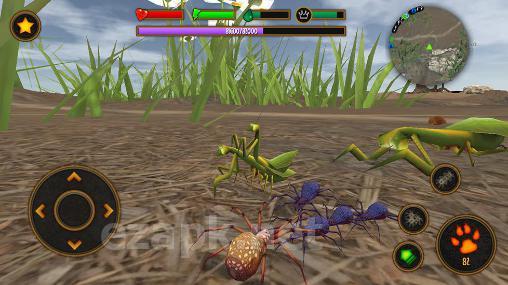 Life of spider