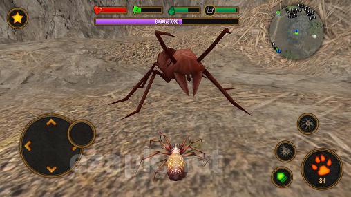 Life of spider