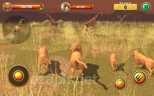 Wild lion simulator 3D