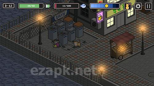 A street cat's tale