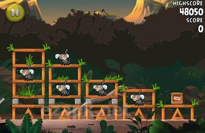 Angry birds Rio