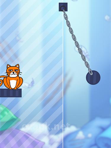 Hello cats