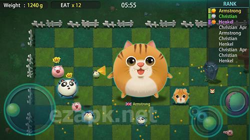 Fighting chicken