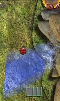 Bugs Race