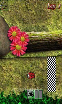 Bugs Race