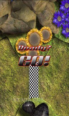 Bugs Race