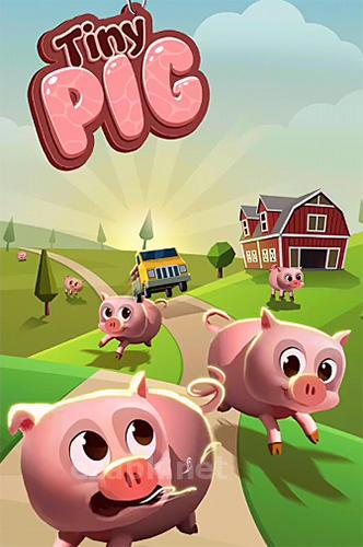 Tiny pig