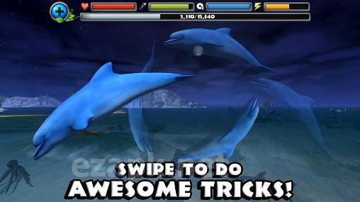 Dolphin simulator