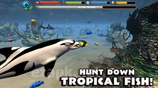 Dolphin simulator