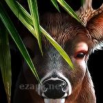 Life of deer