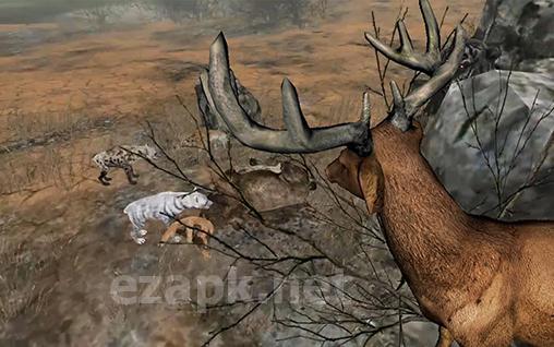 Life of deer