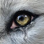 Wolf online 2