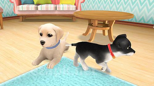 Lovely pets: Dog town