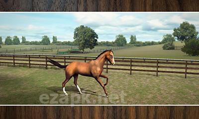 My Horse