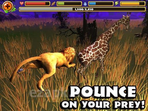 Safari simulator: Lion