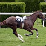 Derby horse quest