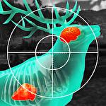Wild hunt: Sport hunting game