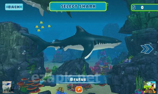 Shark shark run