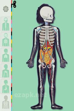The Human Body by Tinybop