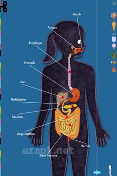 The Human Body by Tinybop